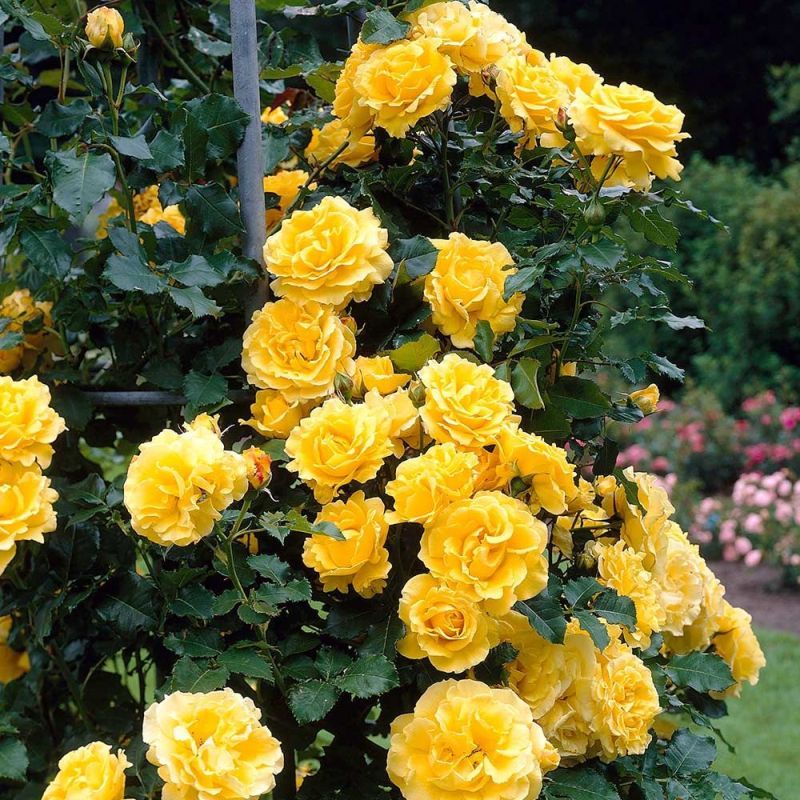 Golden Showers Climbing Rose 5 Litre