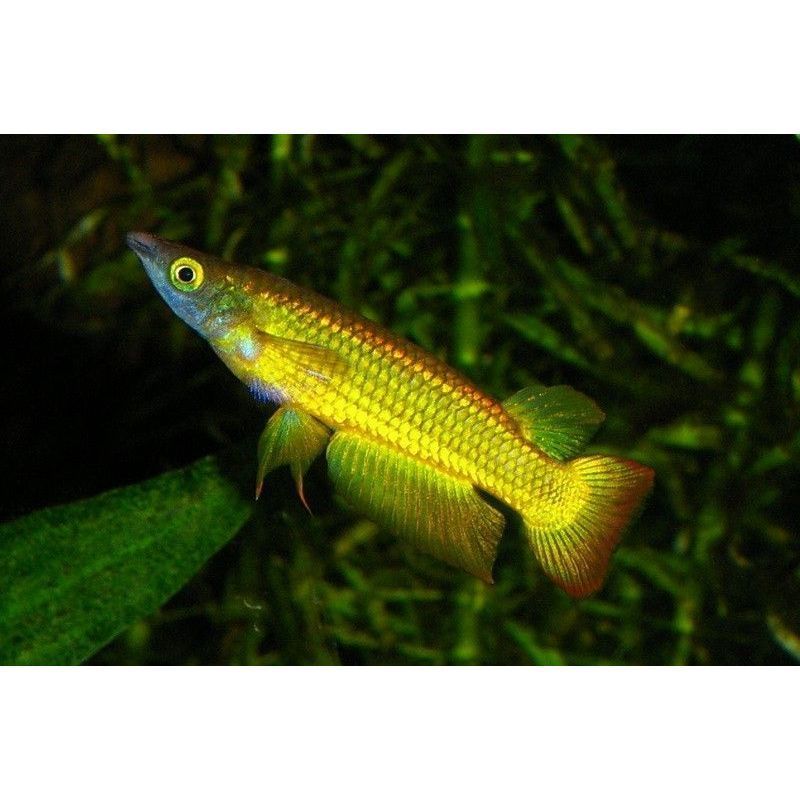 Golden Wonder Panchax