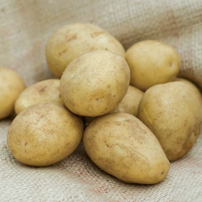 Golden Wonder Seed Potatoes 2kg - Main Crop