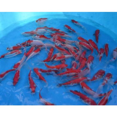 Goldfish Sarasa Comet 4-5"