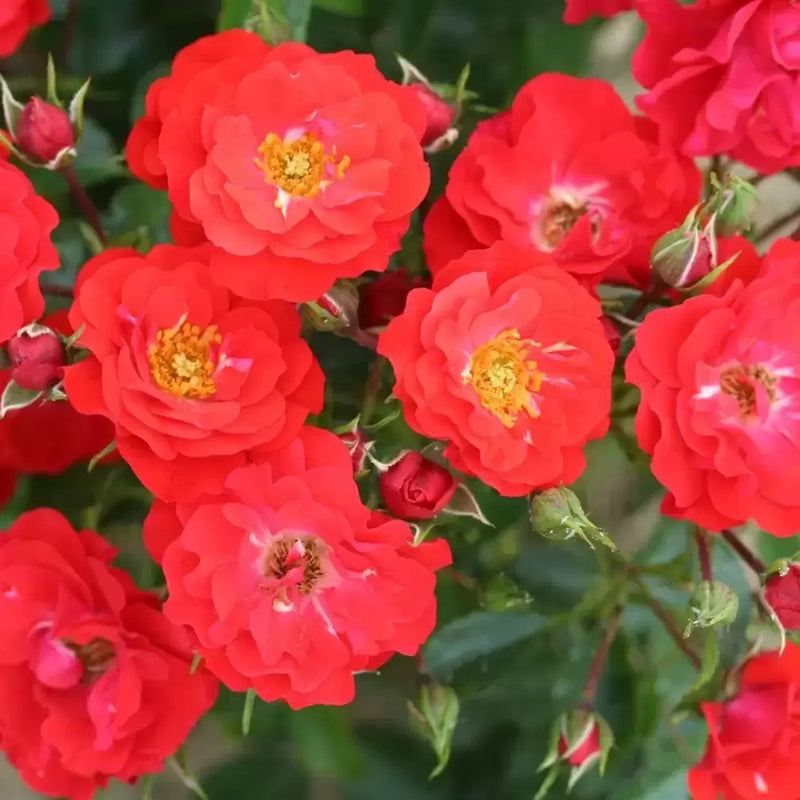 Grandpa's Rose Hybrid Tea Rose 3.5 Litre