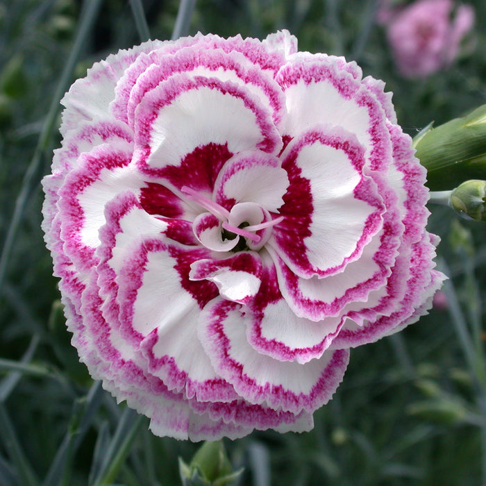 Dianthus Garden Pink 'Gran's Favourite' in Pot (9cm)