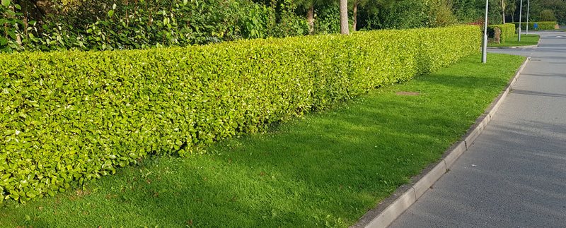 Griselinia Littoralis (60-80cm | 2 Litre)
