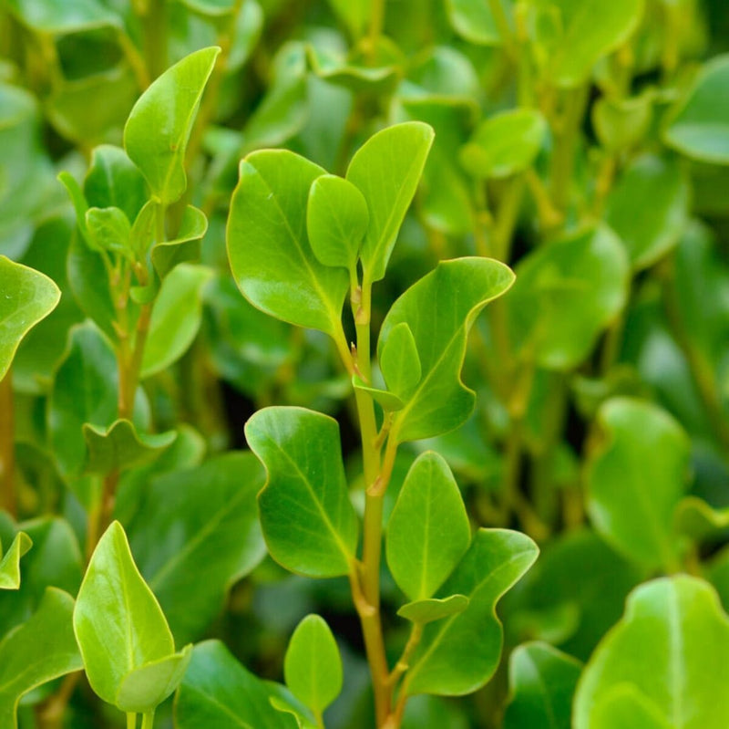 Griselinia Littoralis (60-80cm | 2 Litre)