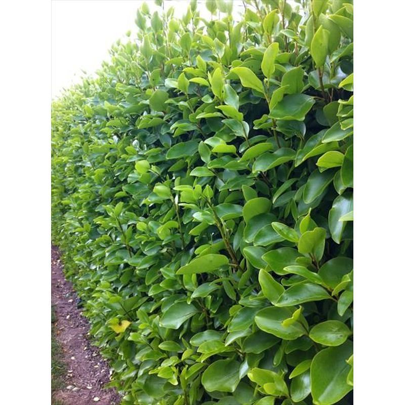 Griselinia Littoralis - 2 Litre 60-80cm Tall