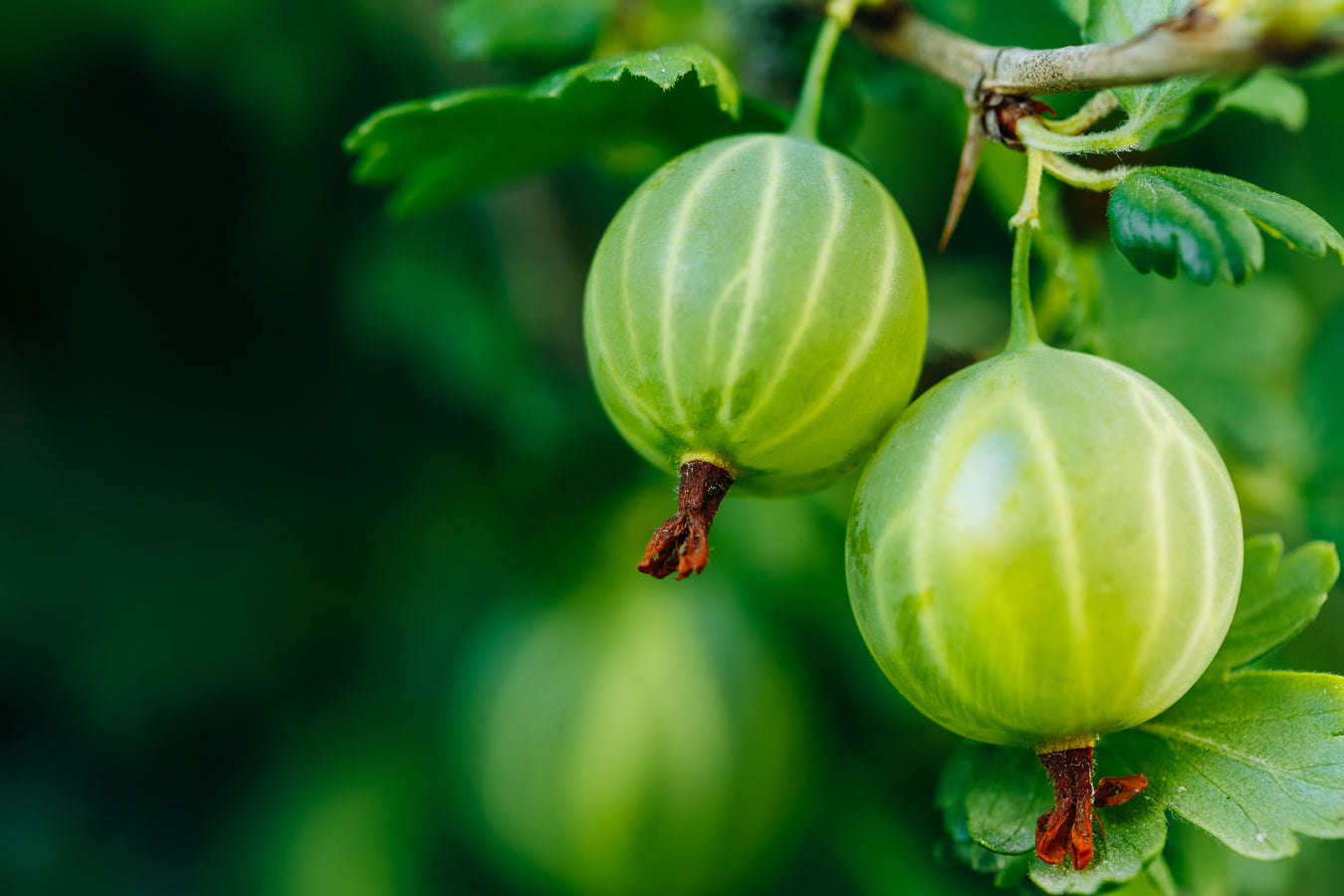 Gooseberry | Ribes 'Hinnonmaki Green'