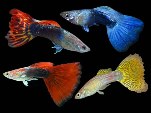 Guppy Male Assorted