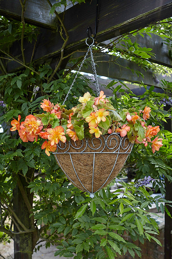 Tom Chambers Scrolled Cone Hanging Basket 35cm — Newlands Garden Centre