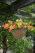 Tom Chambers Scrolled Cone Hanging Basket 35cm