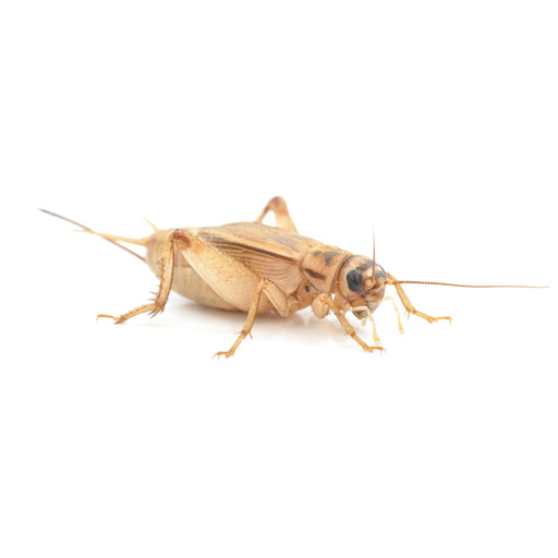House Brown Crickets 1st 1-2mm