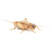 House Brown Crickets 2nd Tub 6mm