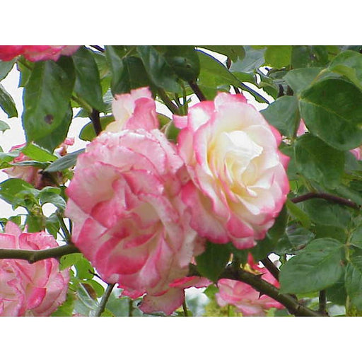 Handel Climbing Rose 5 Litre