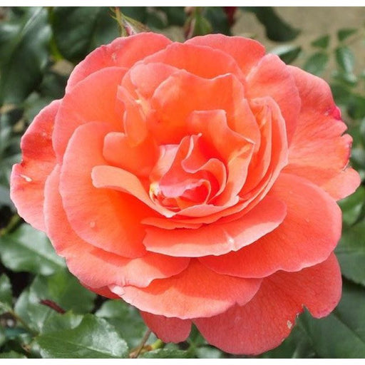 Happy Anniversary Floribunda Rose 3.5 Litre