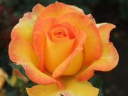 Happy Birthday Hybrid Tea Rose 3.5 Litre
