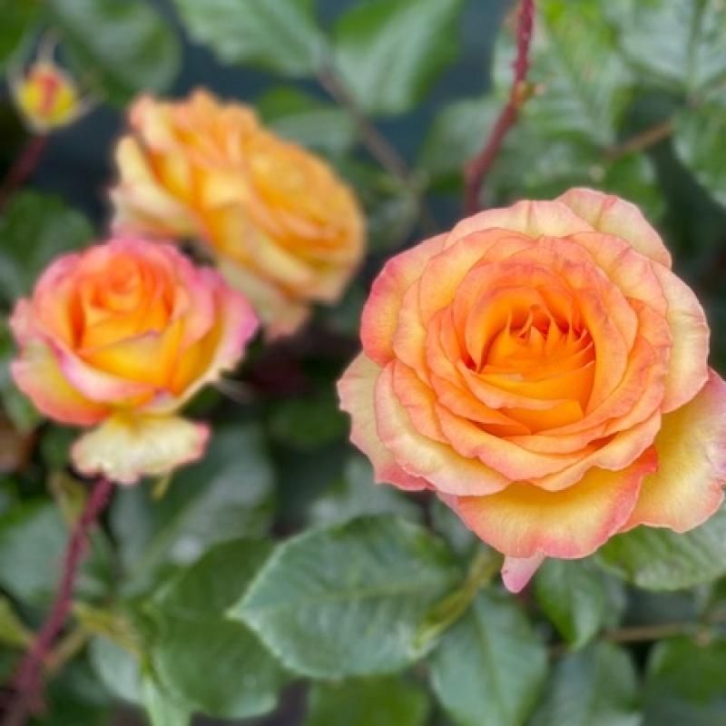 Happy Birthday Hybrid Tea Rose 3.5 Litre