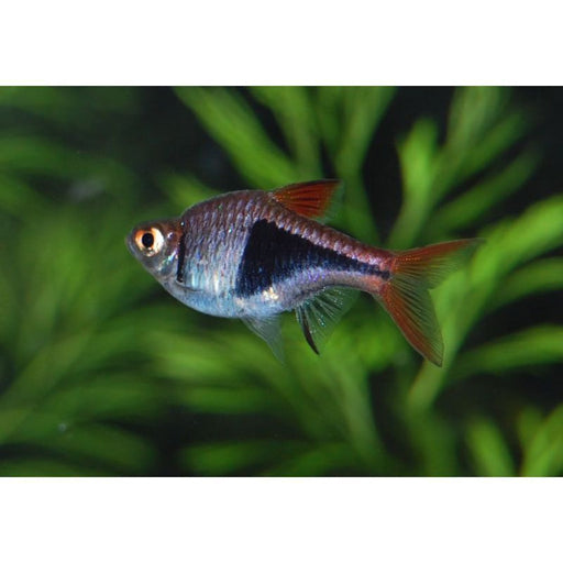 Harlequin Rasbora
