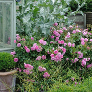 Harlow Carr David Austin Fragrant Rose 6 Litre