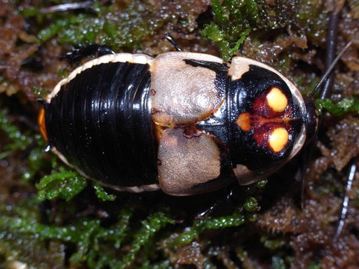 Headlight Cockroach Captive Bred