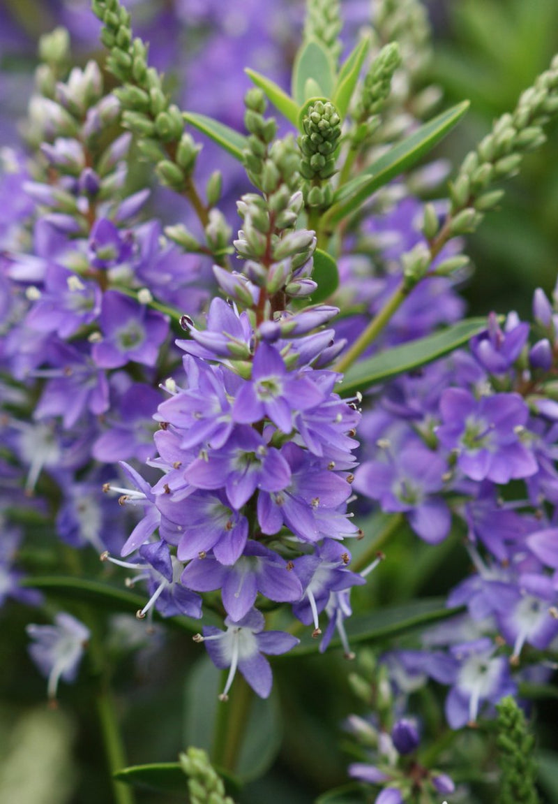 Hebe 'Garden Beauty Blue' 2 Litre