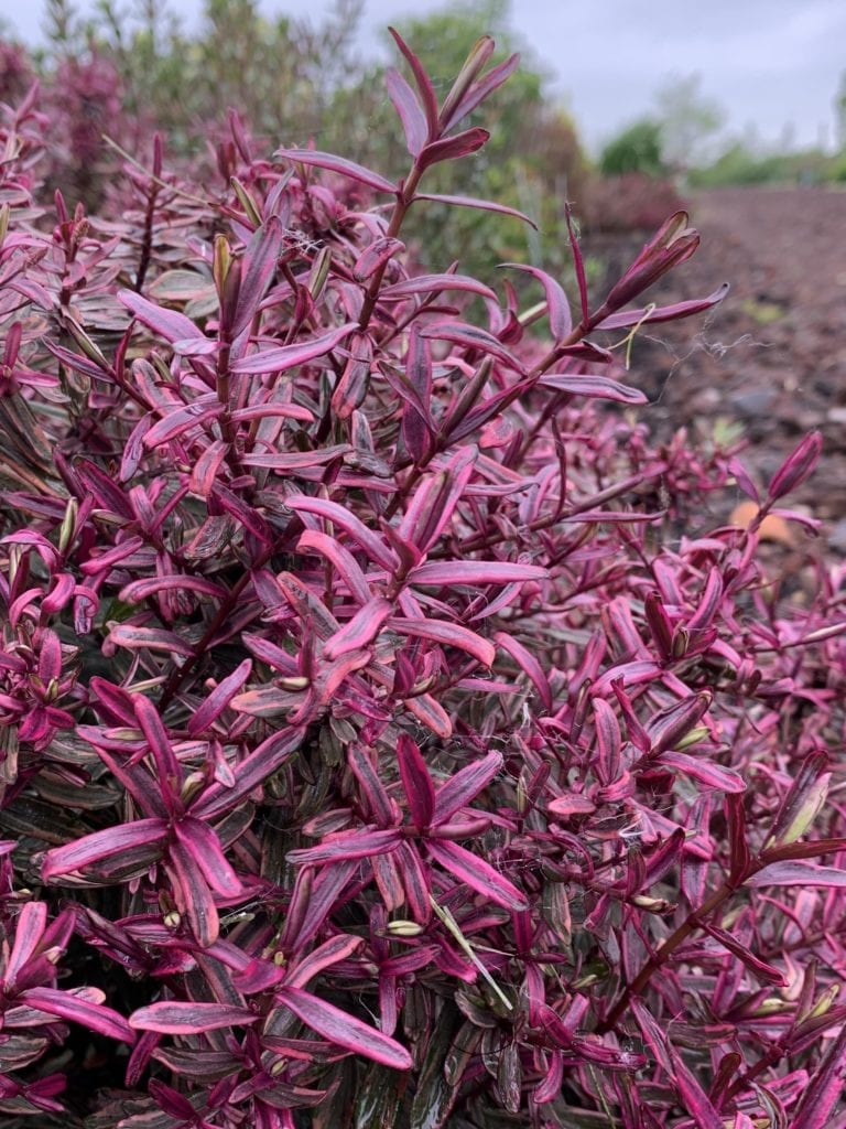 Hebe 'Magicolors'  mix  2 Ltr pot