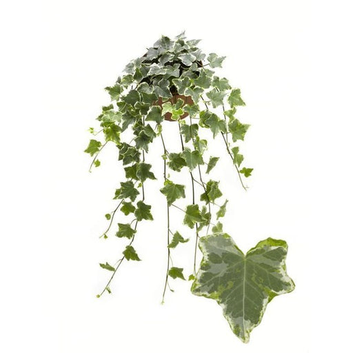 Trailing Ivy For Containers & Baskets 13cm