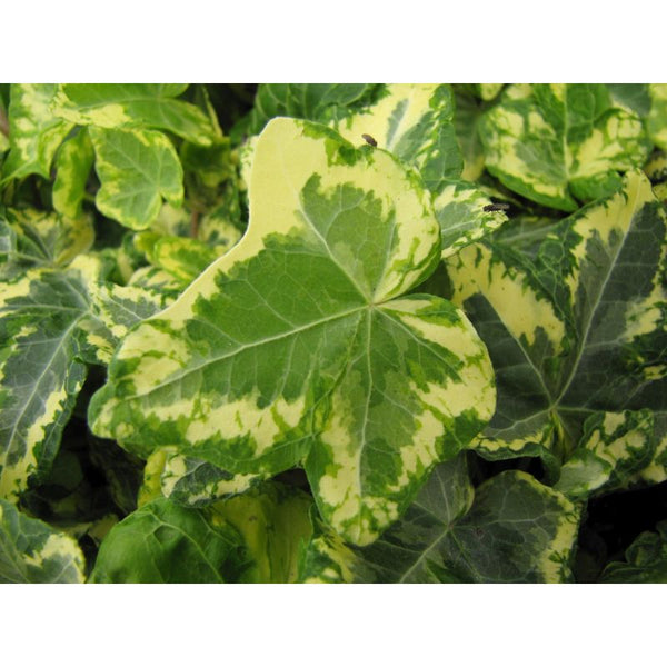 Hedera helix Golden Kolibri 2 Litre — Newlands Garden Centre
