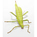 Heteropteryx dilatata Stick Insect