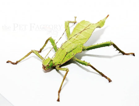 Heteropteryx dilatata Stick Insect