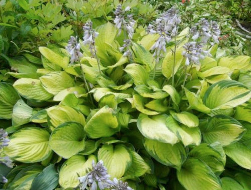 Hosta 'Gold Standard'