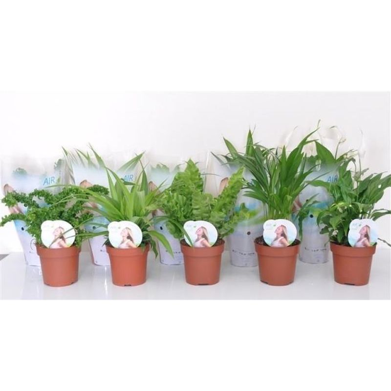 air so pure plants Houseplant Air So Pure mix (P12) — Newlands Garden Centre