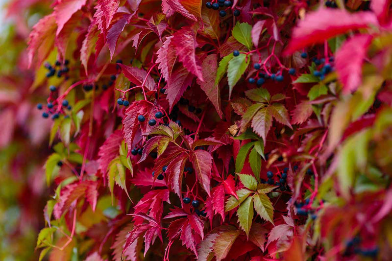 Parthenocissus quinquefolia | Virginia creeper