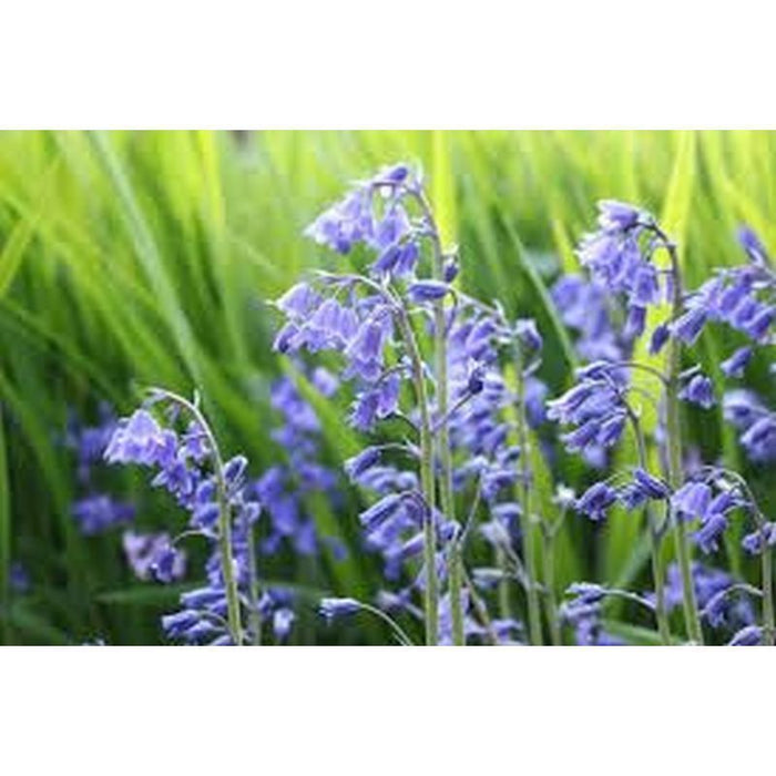 Bluebells | Hyacinthoides Non Scripta Pack of 35