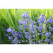 Bluebells | Hyacinthoides Non Scripta Pack of 5