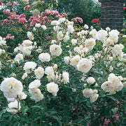 Iceberg Floribunda Rose 3.5 Litre