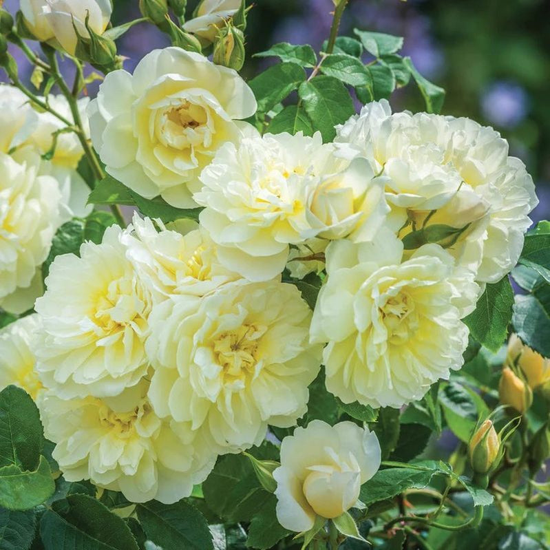 Buy David Austin Roses Fragrant Roses Old English Roses Irish