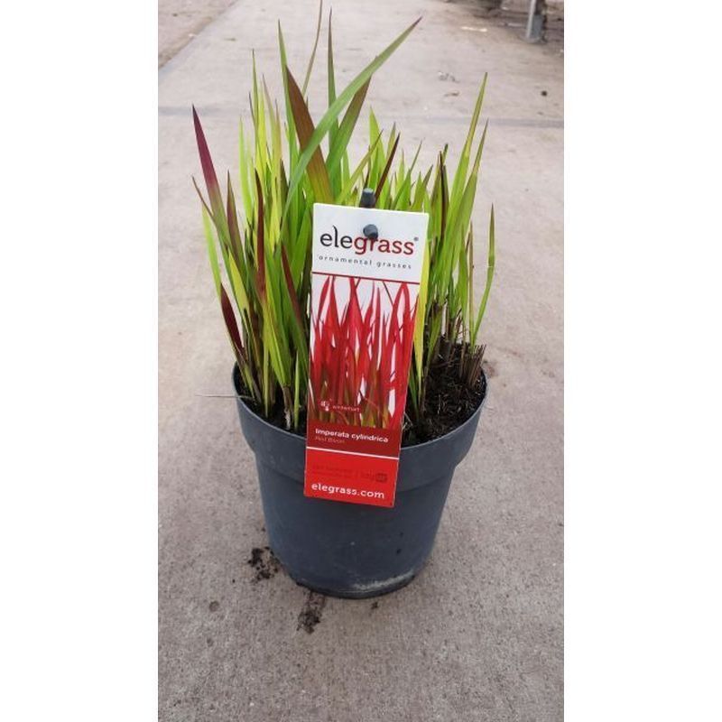 Imperata cylindrica 'Red Baron'