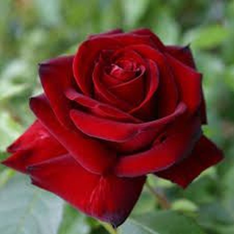 Ingrid Bergman Hybrid Tea Rose 4.5 Litre