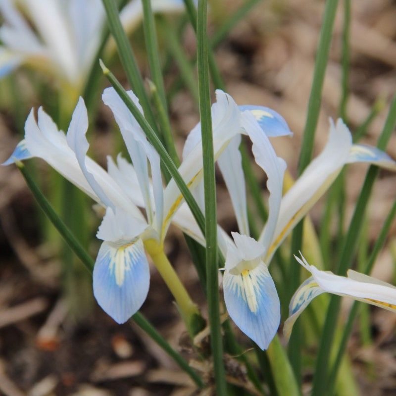 Iris 'Reticulata Frozen Planet'