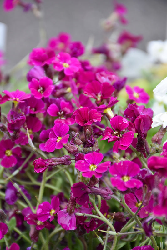 Aubrieta 'Axcent Burgundy'