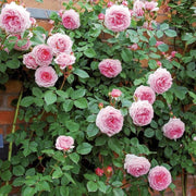 James Galway David Austin Fragrant Climbing Rose 6 Litre