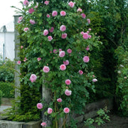 James Galway David Austin Fragrant Climbing Rose 6 Litre