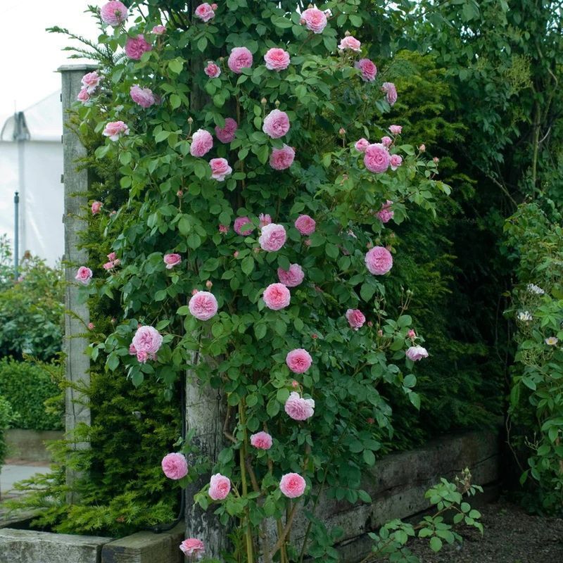 James Galway David Austin Fragrant Climbing Rose 6 Litre