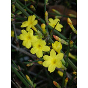 Jasminum nudiflorum - Winter Jasmine 2.2 Litre