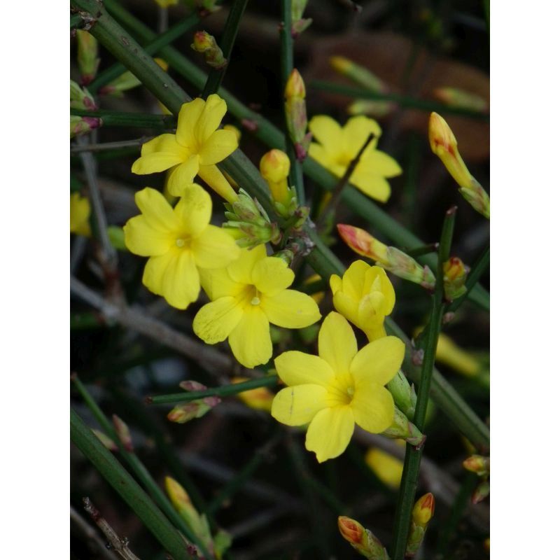 Jasminum nudiflorum - Winter Jasmine 2.2 Litre