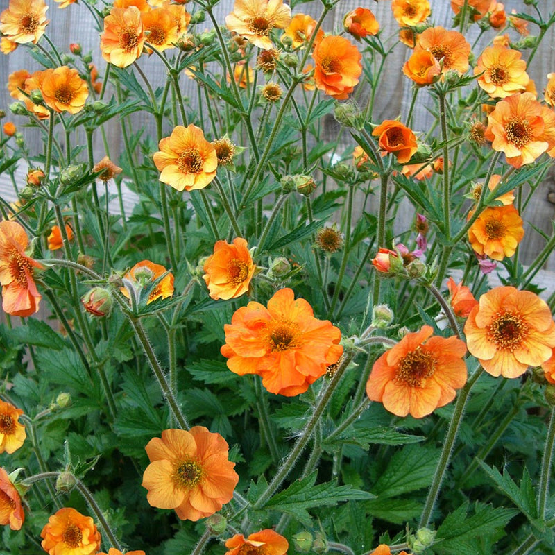 Geum Totally Tangerine