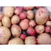 kerr's Pink Seed Potatoes 2kg - Main Crop