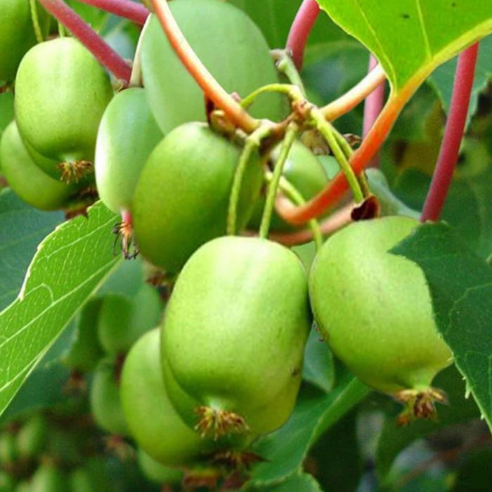 Kiwi Fruit - Actinidia arguta 'Issai' Self Fertile