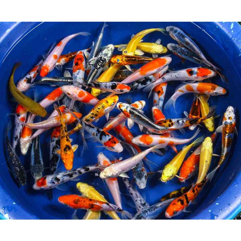 Koi Grade A 2-3 inch