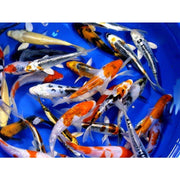 Koi Grade A 4-5 inch