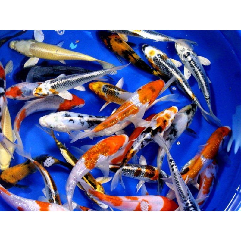 Koi Grade A 4-5 inch